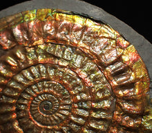 Load image into Gallery viewer, Multi-coloured iridescent Caloceras display ammonite (86mm)