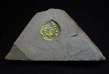 Load image into Gallery viewer, Juvenile iridescent Caloceras display ammonite fossil 18mm
