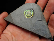 Load image into Gallery viewer, Juvenile iridescent Caloceras display ammonite fossil 18mm
