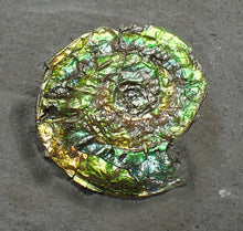 Load image into Gallery viewer, Juvenile iridescent Caloceras display ammonite fossil 18mm