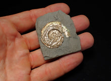 Load image into Gallery viewer, Pearlescent juvenile Psiloceras ammonite fossil