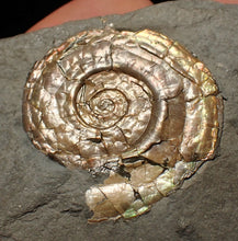 Load image into Gallery viewer, Pearlescent juvenile Psiloceras ammonite fossil