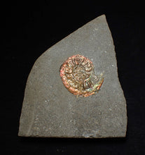 Load image into Gallery viewer, Juvenile iridescent Caloceras display ammonite fossil 24mm