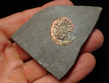 Load image into Gallery viewer, Juvenile iridescent Caloceras display ammonite fossil 24mm