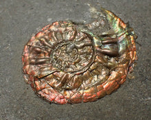 Load image into Gallery viewer, Juvenile iridescent Caloceras display ammonite fossil 24mm