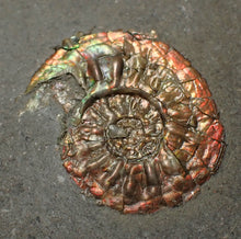 Load image into Gallery viewer, Juvenile iridescent Caloceras display ammonite fossil 24mm