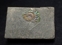 Load image into Gallery viewer, Tiny juvenile iridescent Caloceras display ammonite fossil 16mm