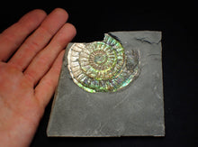 Load image into Gallery viewer, Rare green & blue iridescent Caloceras ammonite fossil 68mm