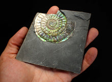 Load image into Gallery viewer, Rare green & blue iridescent Caloceras ammonite fossil 68mm