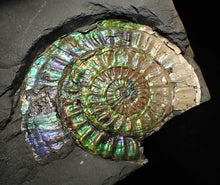 Load image into Gallery viewer, Rare green & blue iridescent Caloceras ammonite fossil 68mm