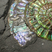 Load image into Gallery viewer, Rare green & blue iridescent Caloceras ammonite fossil 68mm
