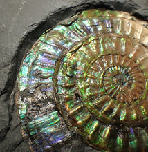 Load image into Gallery viewer, Rare green & blue iridescent Caloceras ammonite fossil 68mm