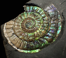 Load image into Gallery viewer, Rare green & blue iridescent Caloceras ammonite fossil 68mm