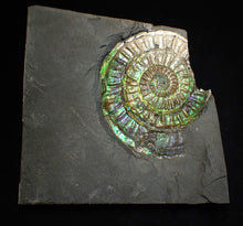 Load image into Gallery viewer, Rare green & blue iridescent Caloceras ammonite fossil 68mm