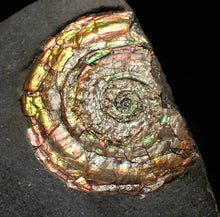 Load image into Gallery viewer, iridescent Psiloceras ammonite fossil display piece