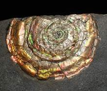 Load image into Gallery viewer, iridescent Psiloceras ammonite fossil display piece