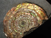 Load image into Gallery viewer, iridescent Psiloceras ammonite fossil display piece