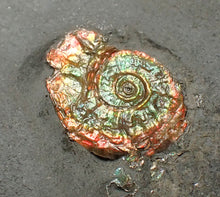 Load image into Gallery viewer, Tiny juvenile iridescent Caloceras display ammonite fossil 13mm