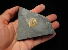 Load image into Gallery viewer, Juvenile iridescent Caloceras display ammonite fossil 22mm