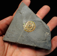 Load image into Gallery viewer, Juvenile iridescent Caloceras display ammonite fossil 22mm