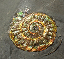 Load image into Gallery viewer, Juvenile iridescent Caloceras display ammonite fossil 22mm