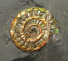 Load image into Gallery viewer, Juvenile iridescent Caloceras display ammonite fossil 22mm