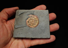 Load image into Gallery viewer, Juvenile iridescent Caloceras display ammonite fossil 34mm