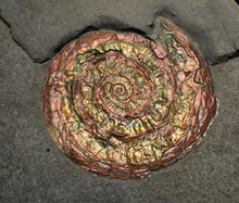 Load image into Gallery viewer, Juvenile iridescent Caloceras display ammonite fossil 34mm