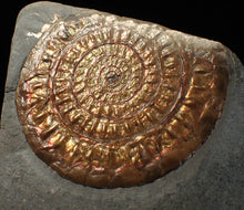 Load image into Gallery viewer, Copper iridescent Caloceras display ammonite fossil 68mm
