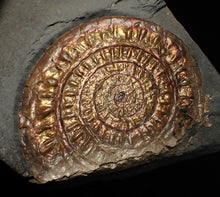 Load image into Gallery viewer, Copper iridescent Caloceras display ammonite fossil 68mm