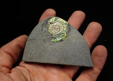 Load image into Gallery viewer, Juvenile green iridescent Caloceras display ammonite fossil 33mm