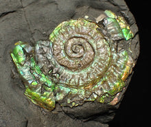 Load image into Gallery viewer, Juvenile green iridescent Caloceras display ammonite fossil 33mm