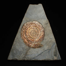 Load image into Gallery viewer, Iridescent Caloceras display ammonite fossil (75mm)