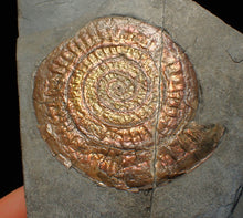 Load image into Gallery viewer, Iridescent Caloceras display ammonite fossil (75mm)