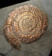 Load image into Gallery viewer, Iridescent Caloceras display ammonite fossil (75mm)