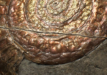 Load image into Gallery viewer, Iridescent Caloceras display ammonite fossil (75mm)
