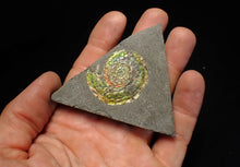 Load image into Gallery viewer, Rare green iridescent Psiloceras ammonite fossil display piece
