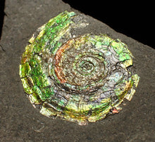 Load image into Gallery viewer, Rare green iridescent Psiloceras ammonite fossil display piece