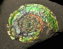 Load image into Gallery viewer, Rare green iridescent Psiloceras ammonite fossil display piece