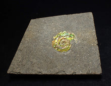 Load image into Gallery viewer, Rare green iridescent juvenile Psiloceras ammonite fossil display piece