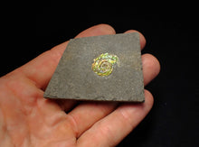 Load image into Gallery viewer, Rare green iridescent juvenile Psiloceras ammonite fossil display piece