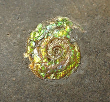 Load image into Gallery viewer, Rare green iridescent juvenile Psiloceras ammonite fossil display piece