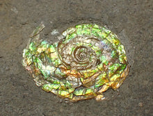 Load image into Gallery viewer, Rare green iridescent juvenile Psiloceras ammonite fossil display piece