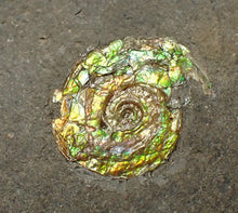 Load image into Gallery viewer, Rare green iridescent juvenile Psiloceras ammonite fossil display piece