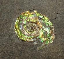 Load image into Gallery viewer, Rare green iridescent juvenile Psiloceras ammonite fossil display piece