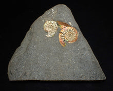 Load image into Gallery viewer, Rare iridescent double-juvenile Psiloceras ammonite fossil display piece