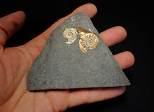 Load image into Gallery viewer, Rare iridescent double-juvenile Psiloceras ammonite fossil display piece