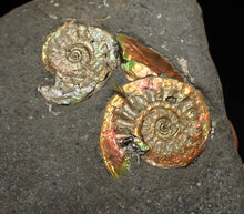 Load image into Gallery viewer, Rare iridescent double-juvenile Psiloceras ammonite fossil display piece
