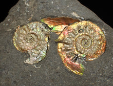 Load image into Gallery viewer, Rare iridescent double-juvenile Psiloceras ammonite fossil display piece