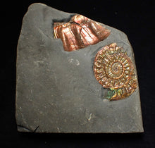 Load image into Gallery viewer, Juvenile iridescent Caloceras display ammonite fossil 30mm